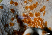 Waminoa sp Sarcophyton sp-Wakatobi Sawa Fan garden-15m-20180528nuit-Denis-ADER-DSC_1560_tn